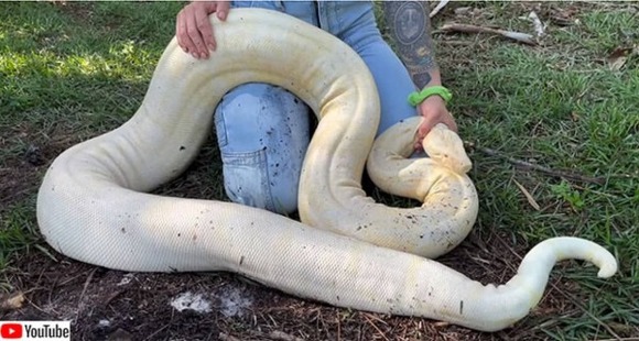 【画像あり】　とんでもない蛇、とんでもない場所で発見されるｗｗｗｗｗｗｗ