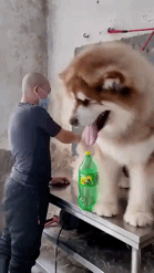 画像 秋田犬の子犬 たった1年でとんでもない大きさに成長する なんjクエスト