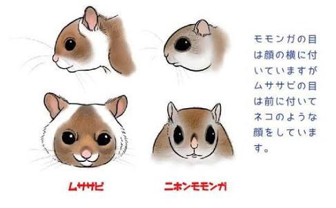 悲報 モモンガさん 手の上でイキリ倒すwwwwwwwwwww Gifあり なんjクエスト 悲報 モモンガさん 手の上でイキリ倒すwwwwwwwwwww Gifあり なんjクエスト