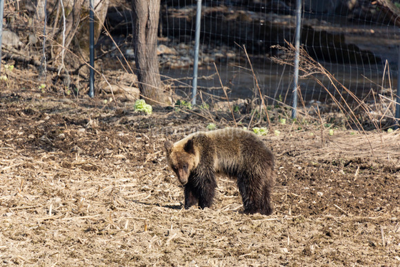 【朗報】捕まった子グマちゃん（50cm）、山へ帰されるｗｗｗｗｗ