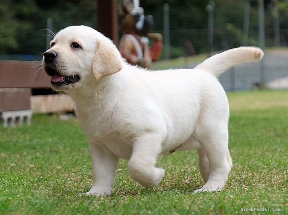 【画像】一体４５万円のラブラドールがこちらｗｗｗｗｗｗｗｗｗ