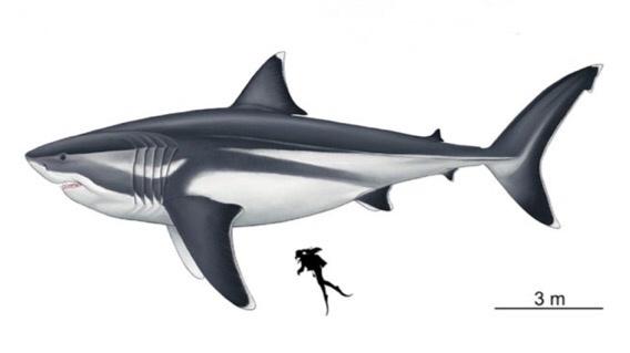 【悲報】最強の古代ザメ「メガロドン」がデカすぎるｗｗｗｗｗｗｗｗ