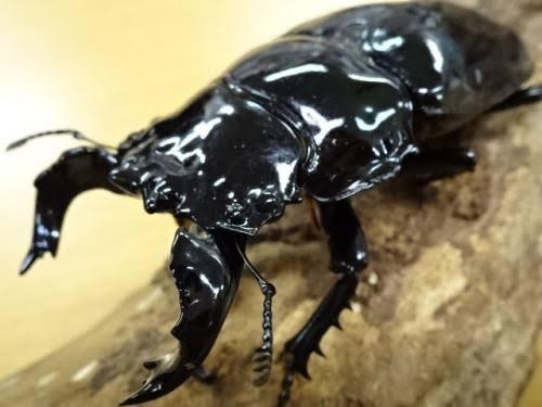 【画像】子供頃の男なら一度は憧れたこのクワガタｗｗｗｗｗｗｗｗｗ