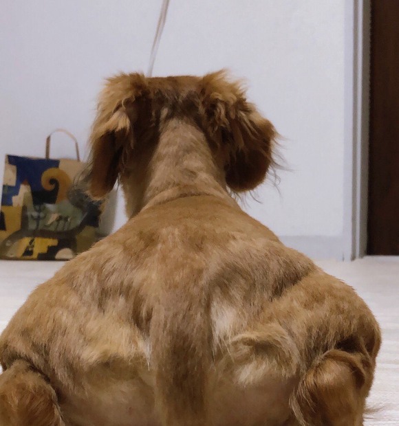 画像あり おっさんの背中みたいな犬 発見されるｗｗｗｗｗｗｗｗ なんjクエスト