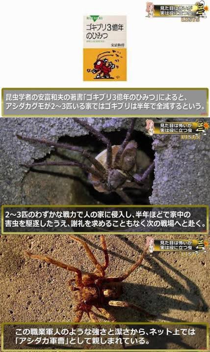 【朗報】　「アシダカグモ」どこからともなく現れ半年でゴキブリを全滅させ、また次の戦場へ旅立つ英雄だった…