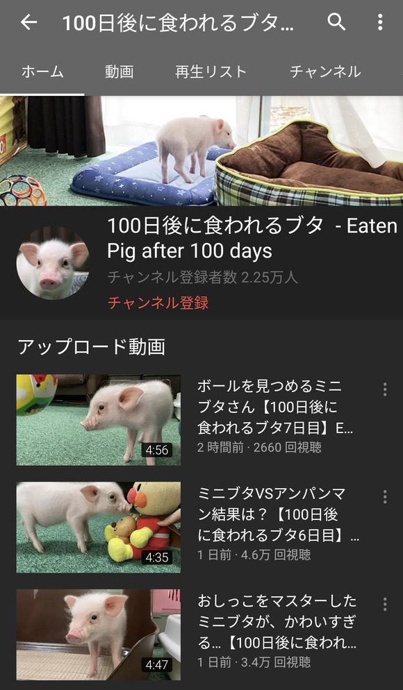 朗報 100日後に食われるブタ 遂にニュースで取り上げられ登録者2万人突破してしまうwwwwwww なんjクエスト 朗報 100日後に食われるブタ 遂にニュースで取り上げられ登録者2万人突破してしまうwwwwwww なんjクエスト