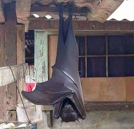 画像 世界最大のコウモリ怖すぎワロタｗｗｗｗｗｗｗｗｗｗｗ なんjクエスト