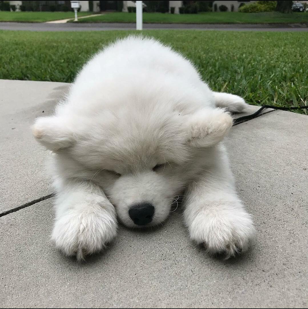 画像 サモエドとかいう犬wwwwwwwwwwwwww なんjクエスト 画像 サモエドとかいう犬wwwwwwwwwwwwww なんjクエスト