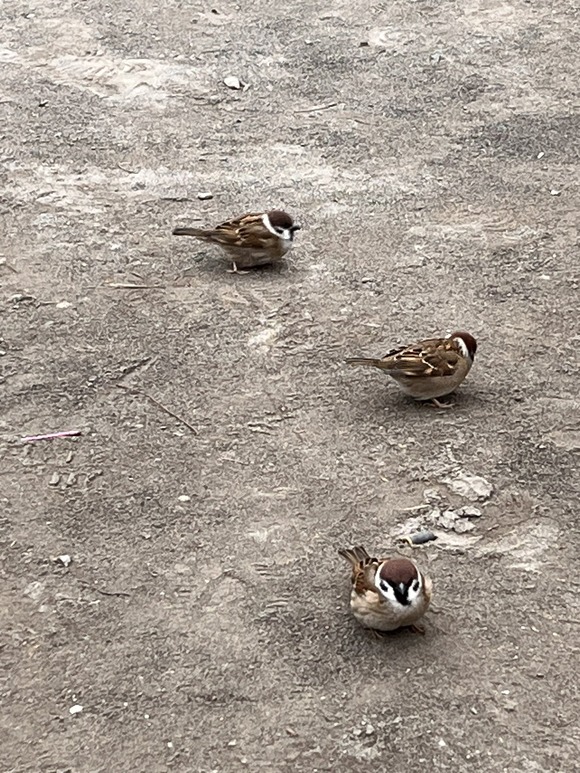 【朗報】スズメちゃん、寒くてぷっくりしてしまうｗｗｗｗｗｗｗｗｗｗ