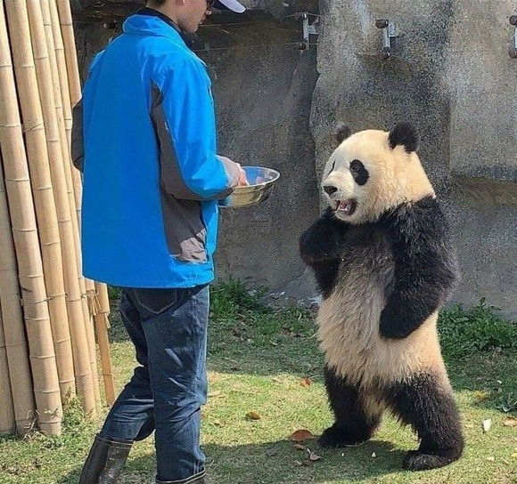 【画像】　パンダ　「人間サン！エサ早くしてくださいヨ！」