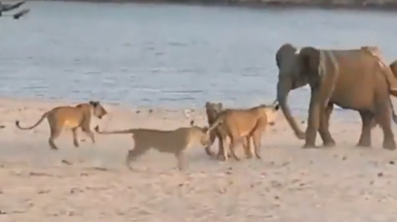【動画】　ゾウさん、14頭のライオンに襲われるもの無事撃退するｗｗｗｗｗ