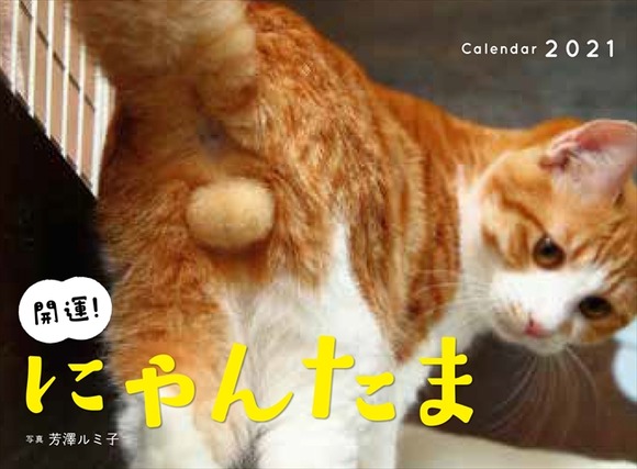 【画像】猫のタマタマ画像を集めたカレンダーｗｗｗｗｗｗｗｗｗ