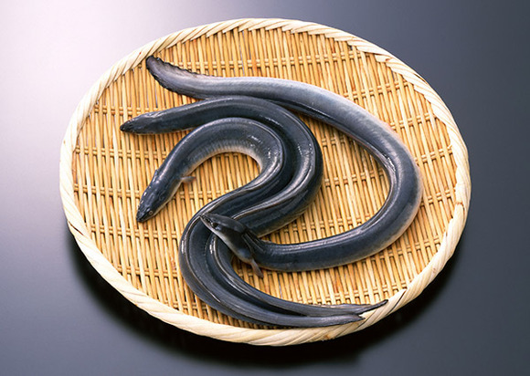 【画像】世界、日本に無条件降伏 →ヨーロッパうなぎ、ついに殲滅へｗｗｗｗｗｗ