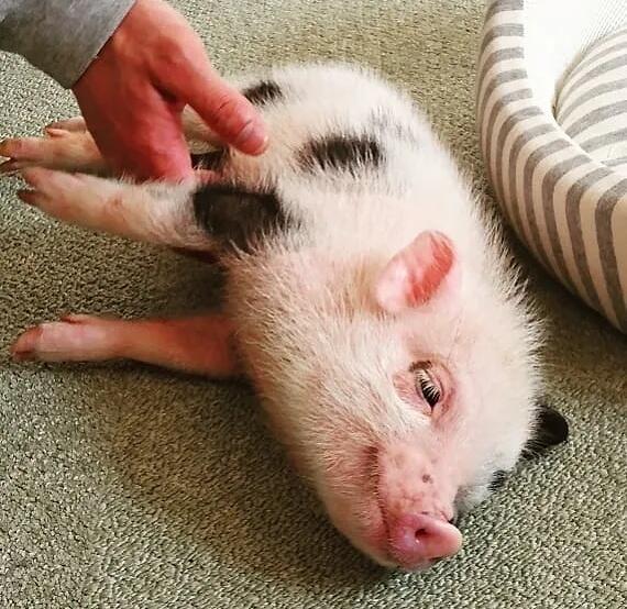 【速報】ネコみたいなイッヌ、見つかってしまうｗｗｗｗｗｗｗｗｗｗｗｗｗ