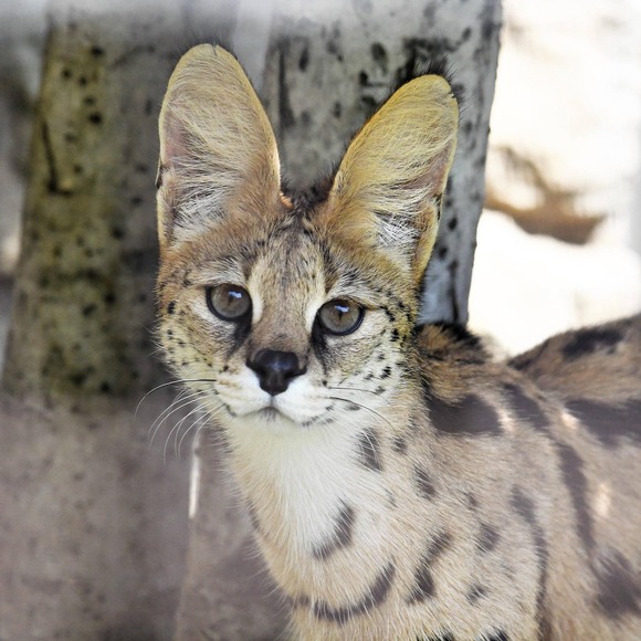 【画像】サーバルキャットの顔面格差が話題にｗｗｗｗｗｗｗｗｗｗｗｗｗｗｗｗ