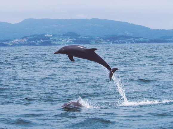【驚愕】福井県、イルカに襲われて16人重傷・・・・・・・
