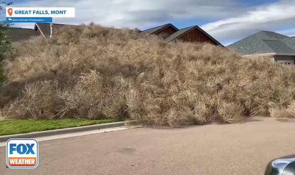 【悲報】アメリカ、草が大量発生し終わる・・・(動画あり)