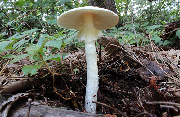 【悲報】有毒キノコを食べ、20代男性が死亡・・・・・・・