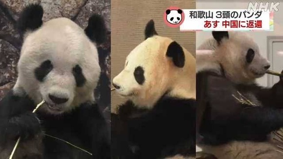 【画像あり】中国「ねえ待って！アメリカから帰ってくるパンダの様子がおかしいんだけど！やーやーなの！」