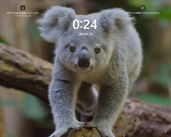 【悲報】　コアラの目、けっこう怖い・・・(画像あり)