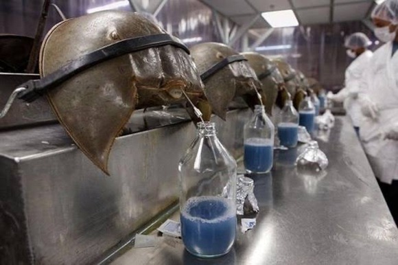 【画像あり】　カブトガニ「殺して・・・殺してクレメンス・・・・・・」