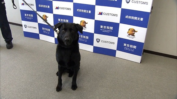 【朗報】モモタロウ(犬)、成田空港でスーツケースに隠された8000万円相当の“◯◯”発見ｗｗｗｗｗ