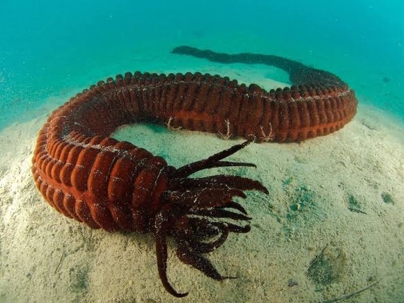 【画像】　世界最大級のナマコがヤバすぎる・・・