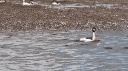 Gif 鳥さん 謎の行動を見せつけるｗｗｗｗｗｗｗｗｗｗｗｗｗｗ なんjクエスト