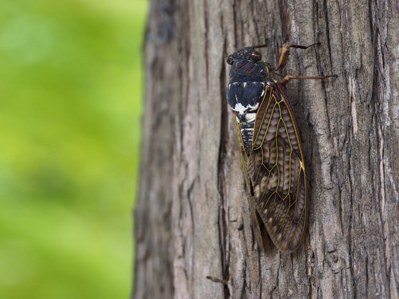 【悲報】セミ、近年の猛暑に耐えきれず激減してしまう・・・・・・・
