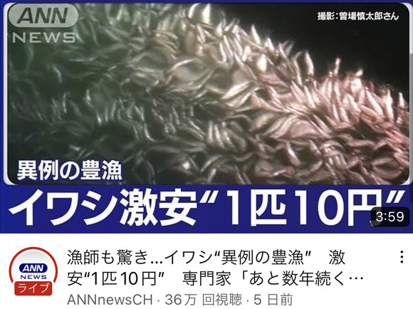 【朗報】　イワシ、1匹10円へ
