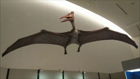 【驚愕】プテラノドン、なぜ飛べたのか不明だと話題にｗｗｗｗｗｗｗ