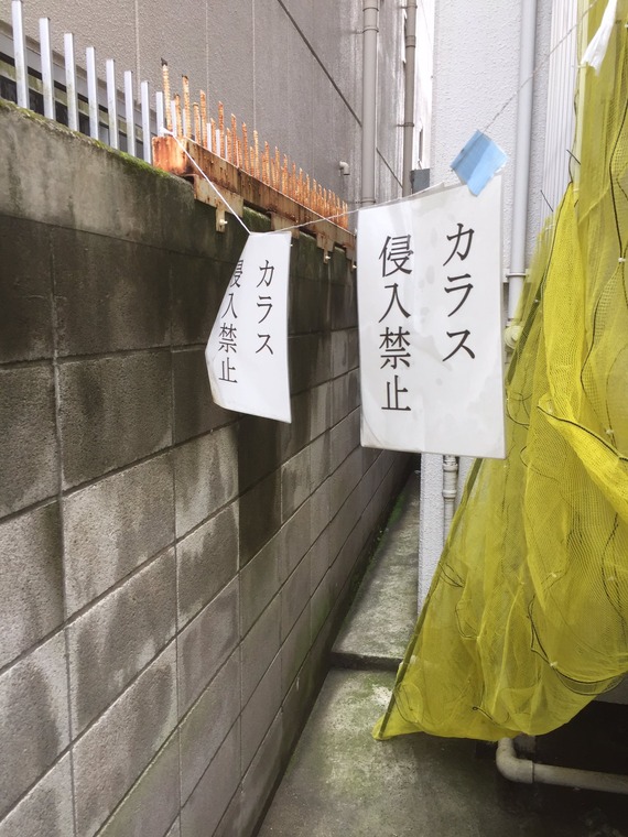 【画像】学者「カラスは頭良い。対策してもいたちごっこ」　管理人「・・・せや！」