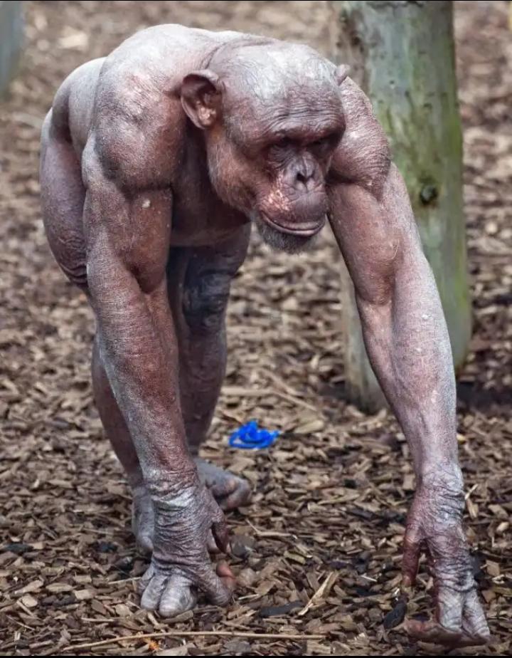 画像 ワンパンマン と同じ筋トレメニューを実践したメタボ男性 たった1ヶ月で肉体改造に成功 写真あり なんjクエスト 画像 ワンパンマン と同じ筋トレメニューを実践したメタボ男性 たった1ヶ月で肉体改造に成功 写真あり なんjクエスト