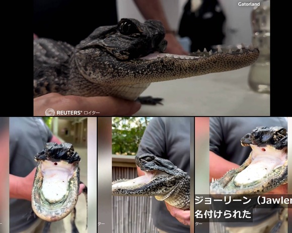 【画像】めっちゃ弱そうなワニが発見されるｗｗｗｗｗｗ