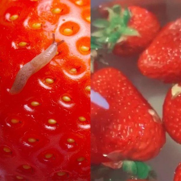 【画像】イチゴを塩水で洗ってないやつ、ガチでヤバいぞwww