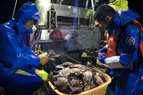 【速報】日本政府さん、ついにホタテ業者支援を検討してしまうｗｗｗｗｗ
