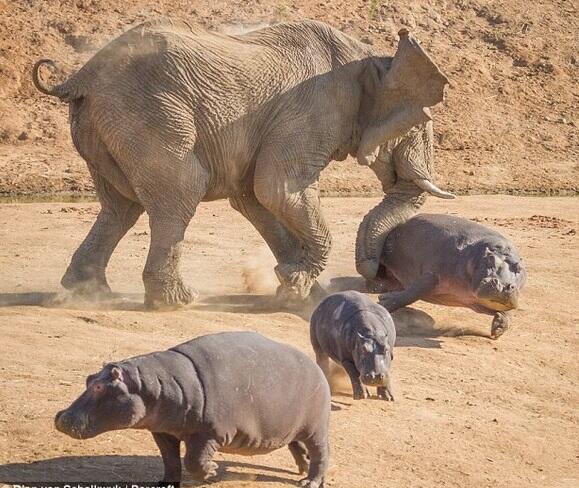 画像 カバは動物界で1 2を争う強さ みたいな嘘付く奴ってなんなの 強いわけないやんあの顔デカデブwwwww なんjクエスト 画像 カバは動物界で1 2を争う強さ みたいな嘘付く奴ってなんなの 強いわけないやんあの顔デカデブwwwww なんjクエスト