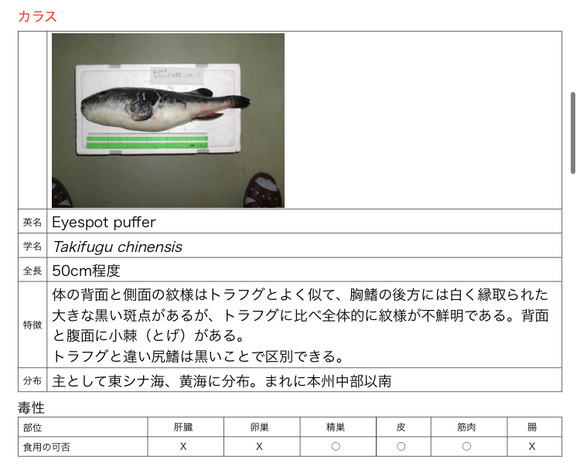 【悲報】　フグの毒、ガチで難解