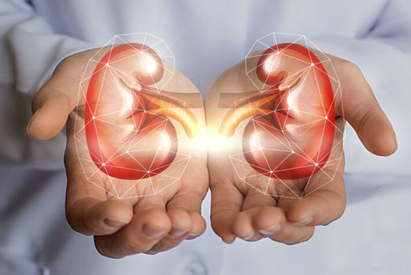 【唖然】肝臓「すぐに再生するぞ」心臓「しぬまで一緒やぞ」腎臓「ワイは・・・・・」