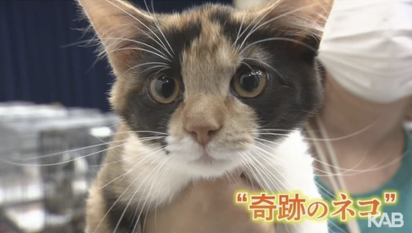 【朗報】オスの三毛猫が保護される。なお去勢されるもよう・・・・・・・・・