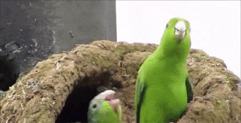 Gif 鳥さん 謎の行動を見せつけるｗｗｗｗｗｗｗｗｗｗｗｗｗｗ なんjクエスト