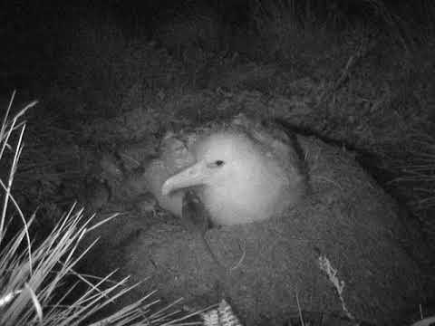 悲報 アホウドリ アホすぎて生きたままネズミに食い殺される事例が多発 なんjクエスト