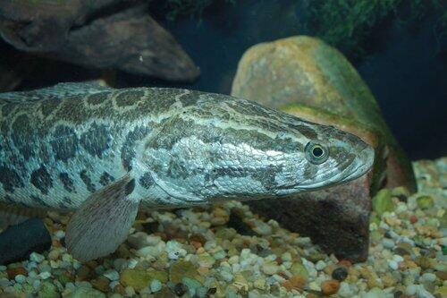 【衝撃】田んぼに謎の魚いたｗｗｗｗｗｗｗｗｗｗ