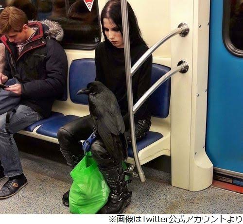 悲報 カラスの死体さん なぜかどこにもない なんjクエスト 悲報 カラスの死体さん なぜかどこにもない なんjクエスト