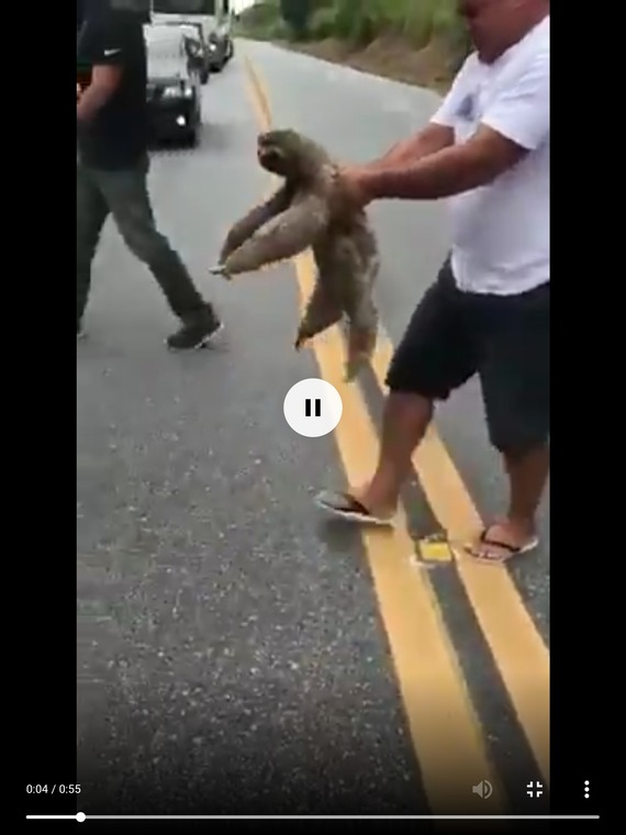 【動画】なまけもの、ちゃんとお礼を言える賢く律儀な動物だったｗｗｗｗｗｗｗｗｗｗ