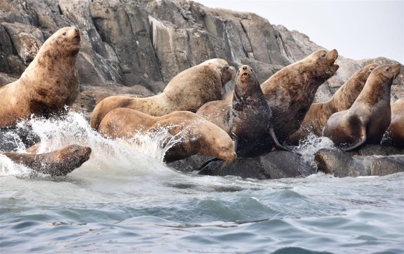 【悲報】　北海道のトドに占拠された島、とんでもないことにｗｗｗｗｗｗｗｗｗ(画像あり)