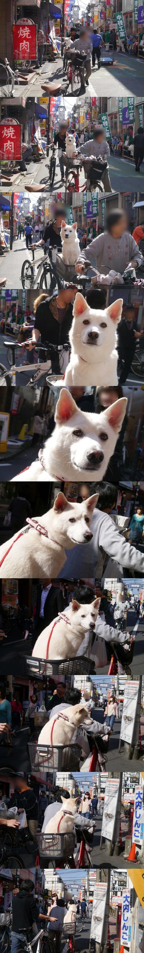 【画像あり】イッヌ「…(お、なんやこいつ)」イッヌ「…」ワイ「…」イッヌ「…」ワイ「…」イッヌ「…」ワイ「…」