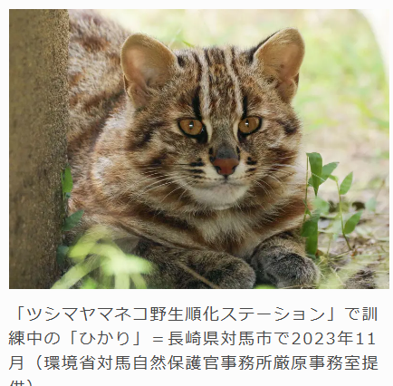 【悲報】自然に帰されたツシマヤマネコの光くん、亡くなる・・・・・・・・・・・・・・