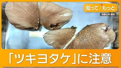 【悲報】採取したキノコをAI判定した男性さん、“シイタケかヒラタケ”と回答も実際は「毒キノコ」で入院ｗｗｗｗｗｗｗｗｗｗ
