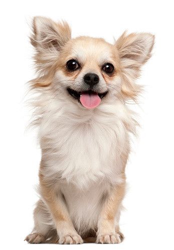 【画像あり】　メキシコ人、とんでもない「犬」を作ってしまうｗｗｗｗｗｗｗ